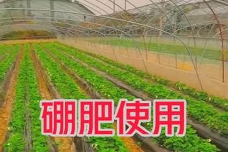 大棚香菜的种植方法和时间 大棚香菜的种植方法和时间是什么