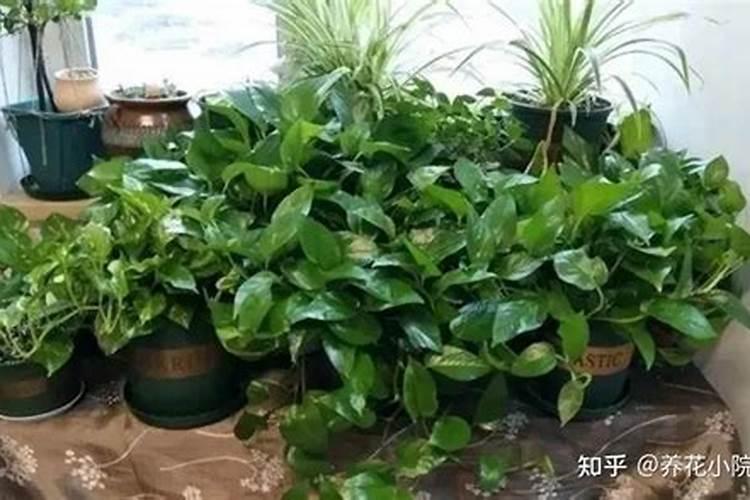 脲铵氮肥和尿素的区别(脲铵氮肥是什么)