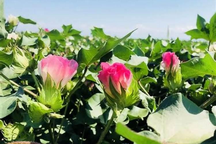 如何确定棉花的氮肥用量及选择氮肥品种