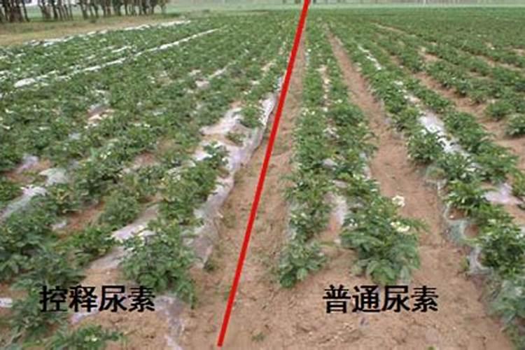 缓控释肥简介