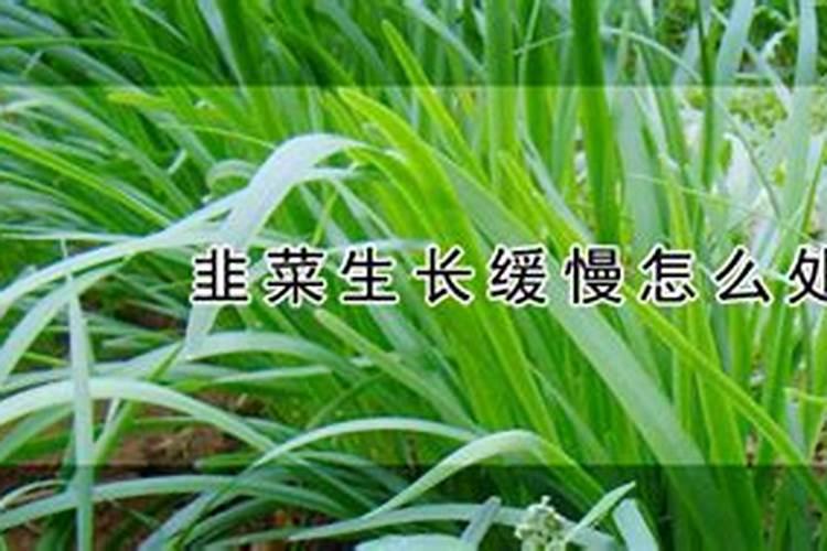 韭菜最忌三种肥料