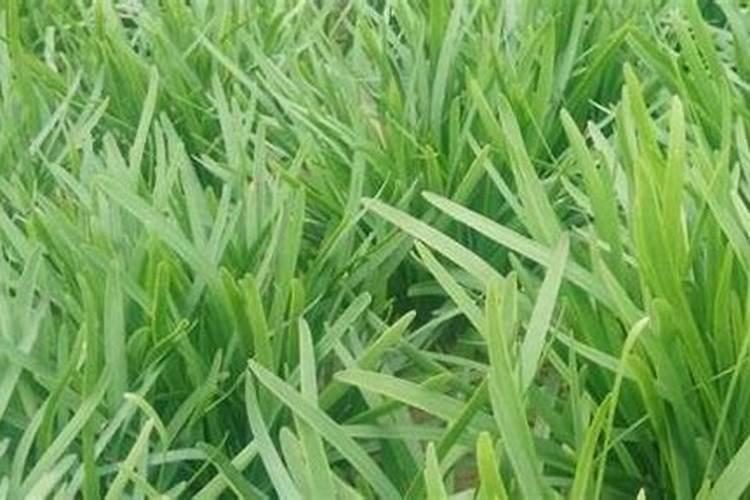 韭菜喜欢什么肥料最好