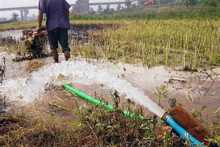 化肥水可以直接浇花吗
