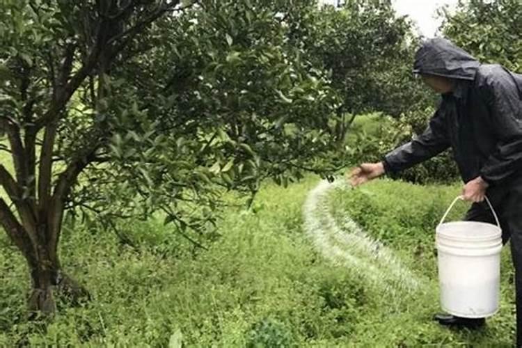 百香果如何种植 掌握这些培植方法一棵能结上百个