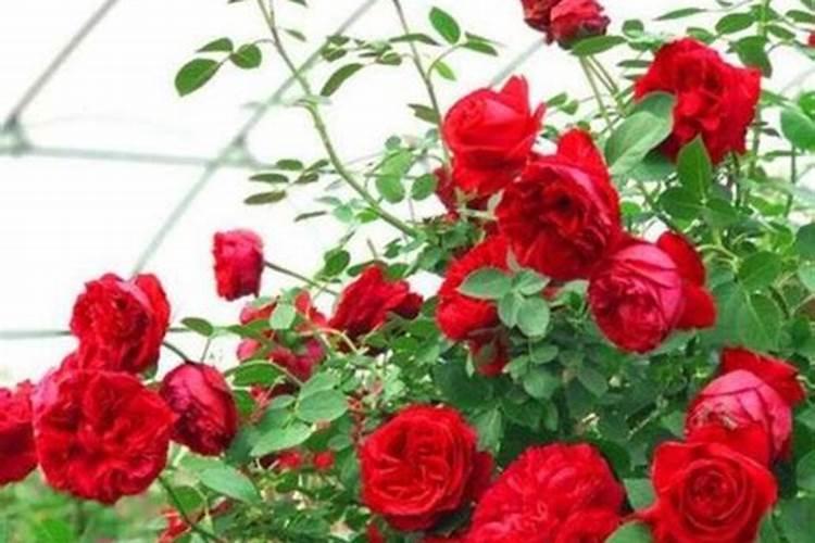 月季花现在都发芽了,而且也长新叶子了,可以施肥吗？
