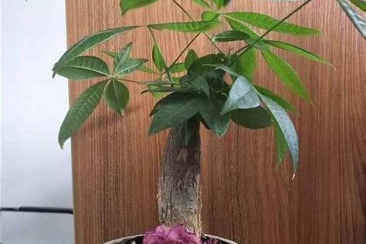 斑兰适合在湖北种植吗