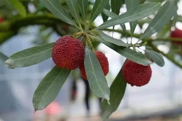 复合肥可以浇菜吗