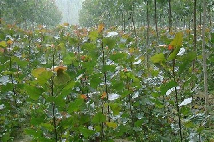 杏树在开花时可以打农药吗？