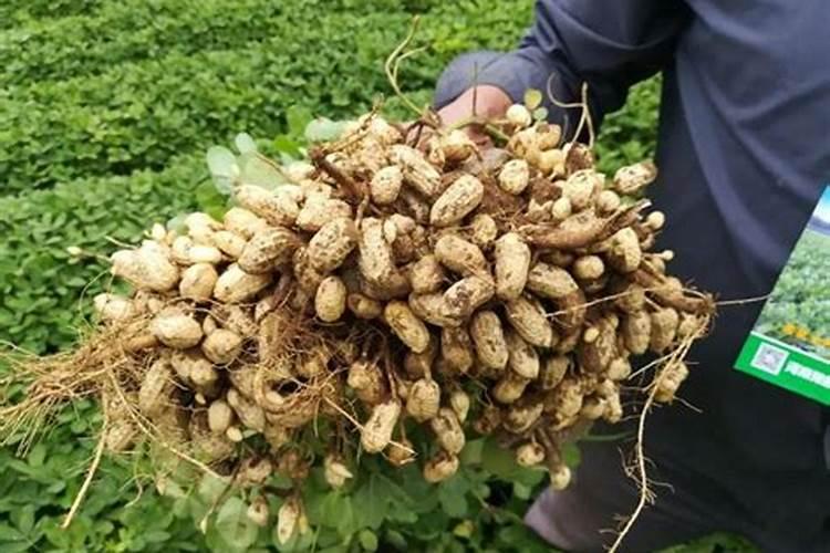 怎样采用合适的方法和技术来种植七彩花生