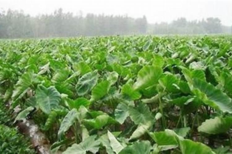 种植芋头需要用什么肥料最好(栽培芋头施什么肥产量高)