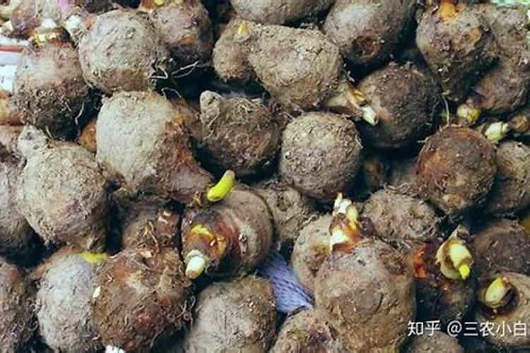 专门吃芋头仔的芋头要怎么种芋头才会结得又大又圆