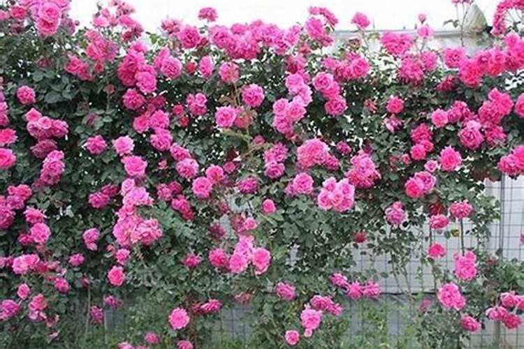 红木香花怎么养护方法