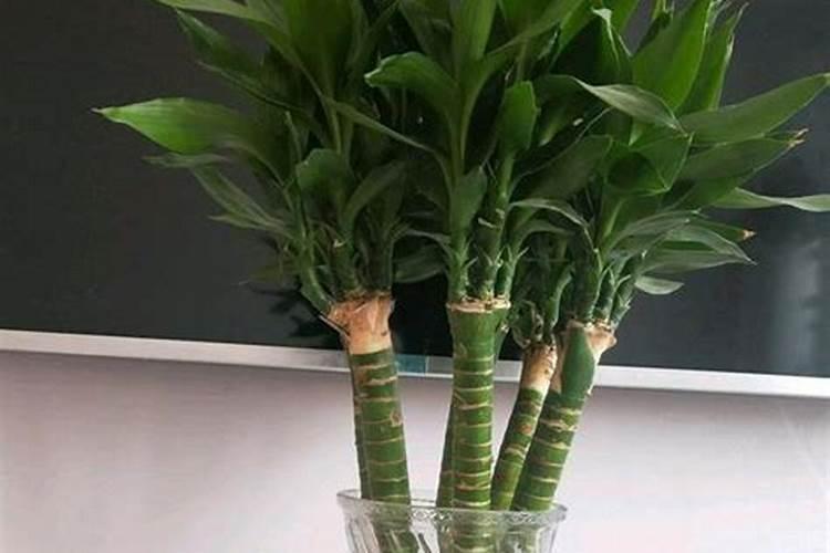 莲花竹开花吗