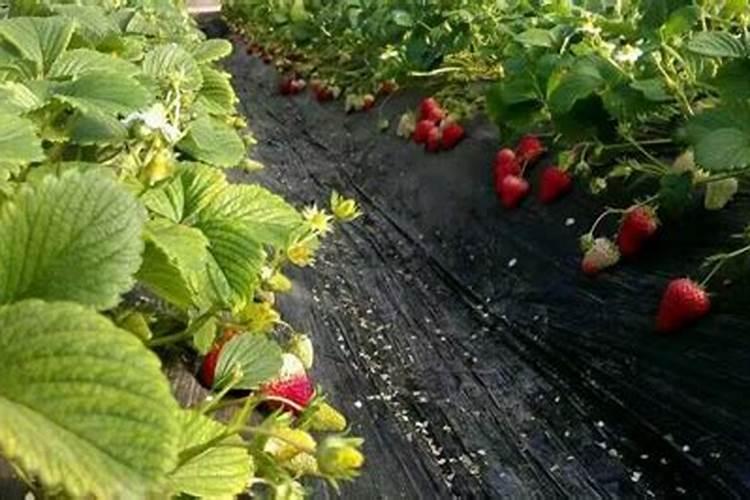 钙镁硼锌能促使草莓花芽分化每亩用量多少