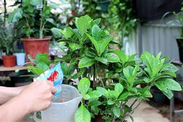 不施肥可以种菜吗;不施肥的植物