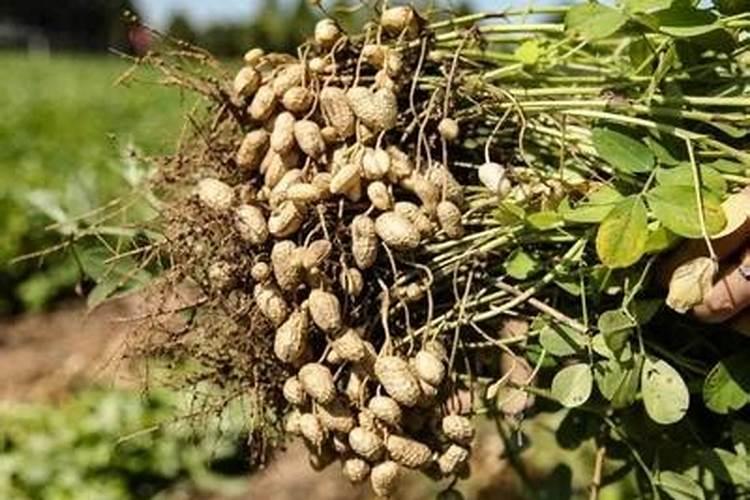 花生用什么叶面肥好 附种植方法