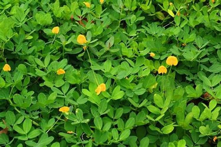 花生在生长过程中喷施什么叶面肥,生长调节剂,杀菌剂最好？