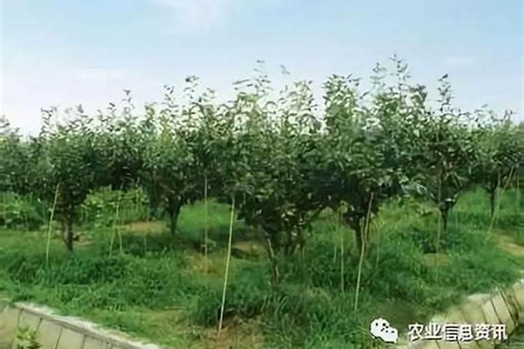 农药企业借三证合法吗