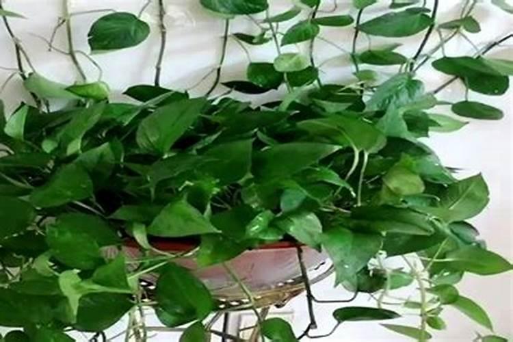 算一亩地用多少农药;用公顷制剂用药量除以商品净含量对吗