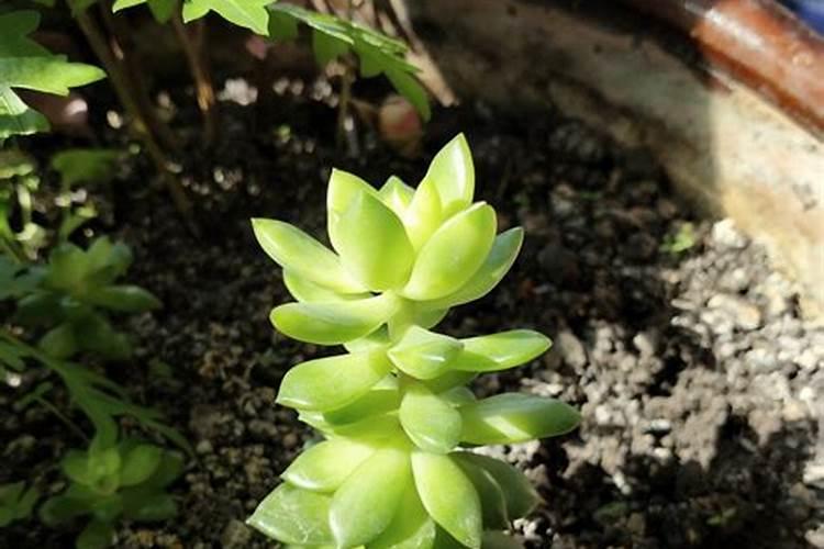 多肉植物施什么肥容易爆盆