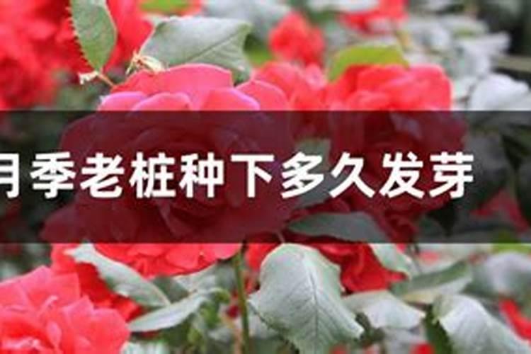 月季种下多久施肥