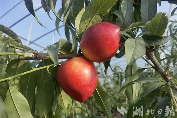 橙子哪个品种最好吃 目前最好吃的4个品种橙子