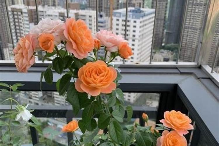 月季花的施肥方法