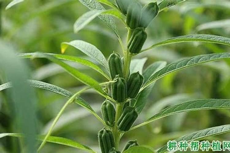 生活中,什么东西可以做成养花的肥料