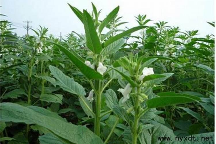 黑芝麻怎么种植