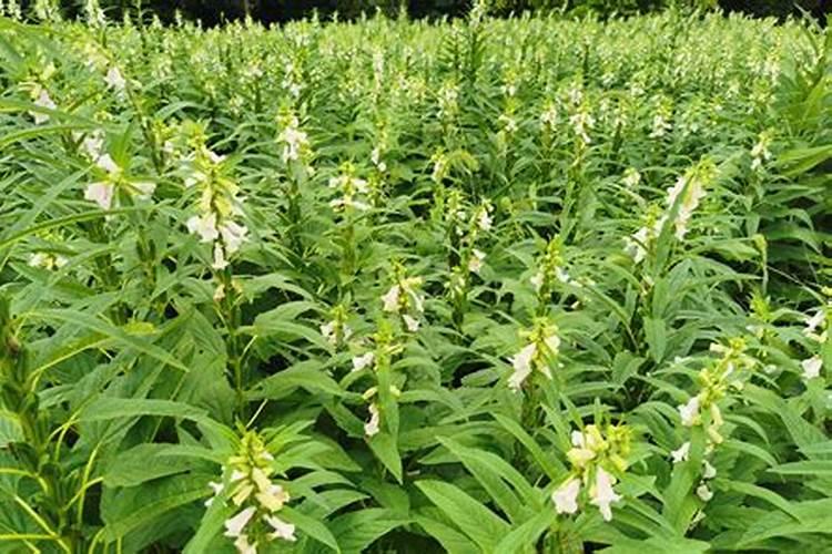 种植黑芝麻怎么种