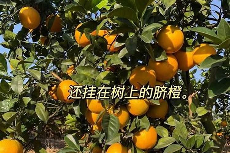 草莓种植大棚投资多少钱