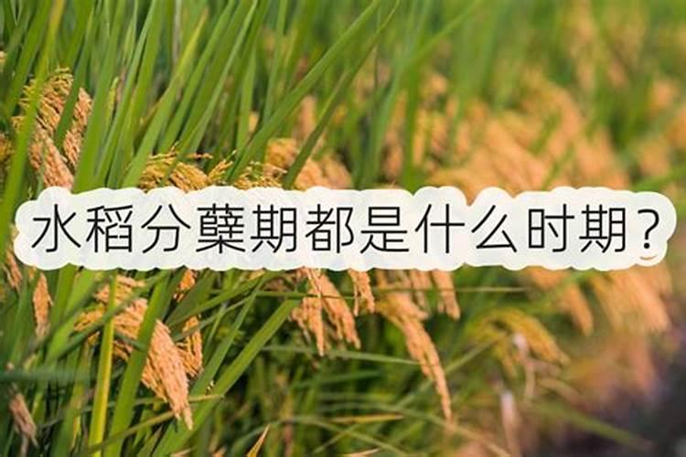 什么是氮肥氮肥的作用