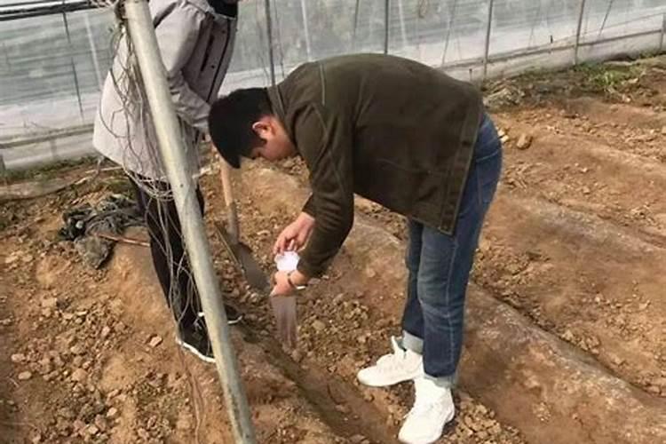 桂花树为什么不长新芽,掌握四个方法让其萌生新芽
