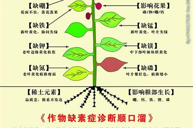 石榴树叶子黄了怎么救