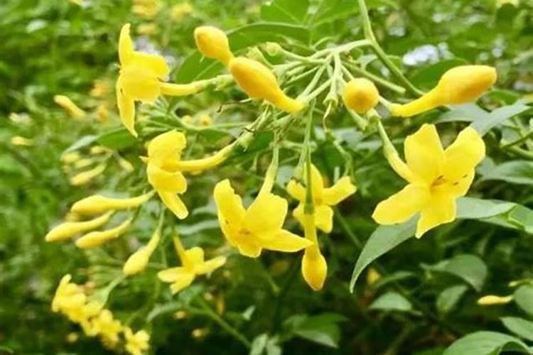 五春花如何养殖