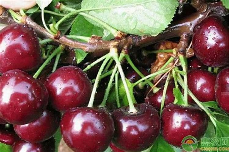 车厘子树苗什么时候种植最好