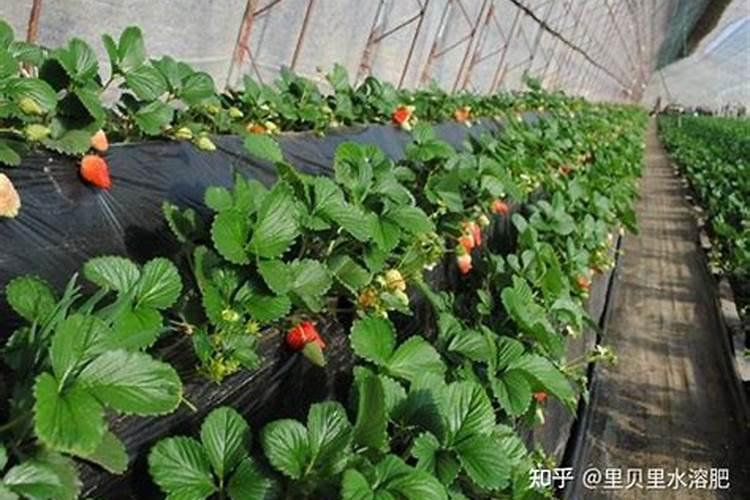 月季适合什么肥料