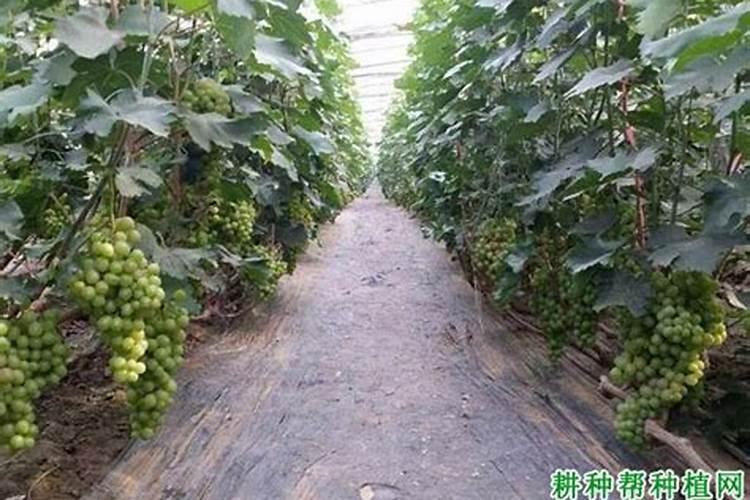 红提葡萄第一个膨大期施什么肥也就是开花后应该施什么肥料