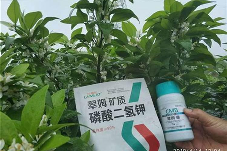 钓鱼时如果用蚯蚓做饵可以沾什么小药？