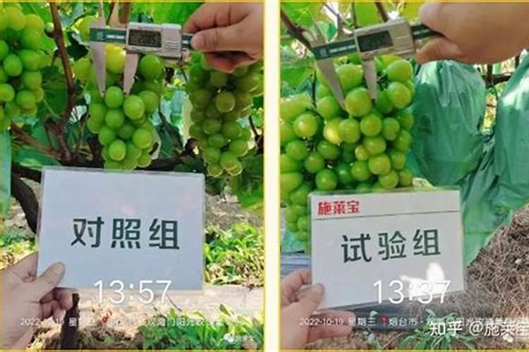多肉植物怎么安全度过夏天
