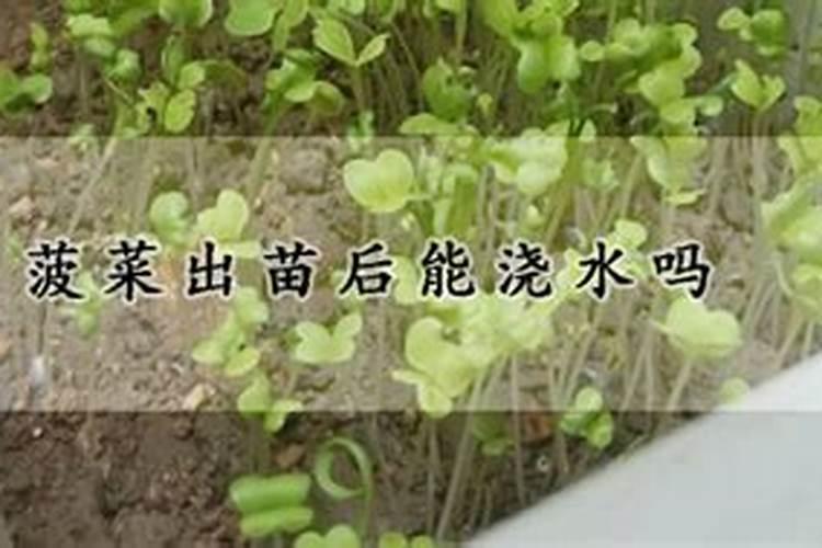小菜苗可以用尿素吗