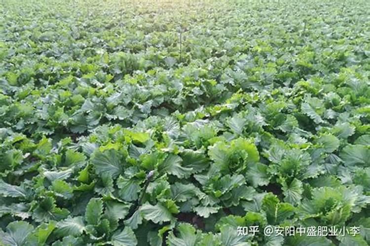 石榴树药害怎么办？