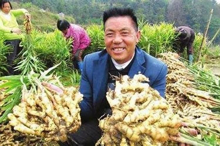 大樱桃种植的秋季,该怎么管理？