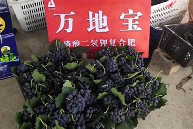 葡萄挂果后施什么肥