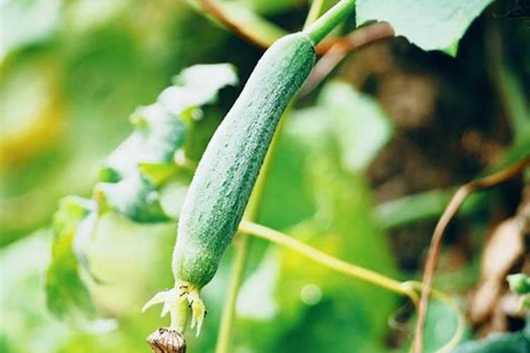 丝瓜最怕什么肥料