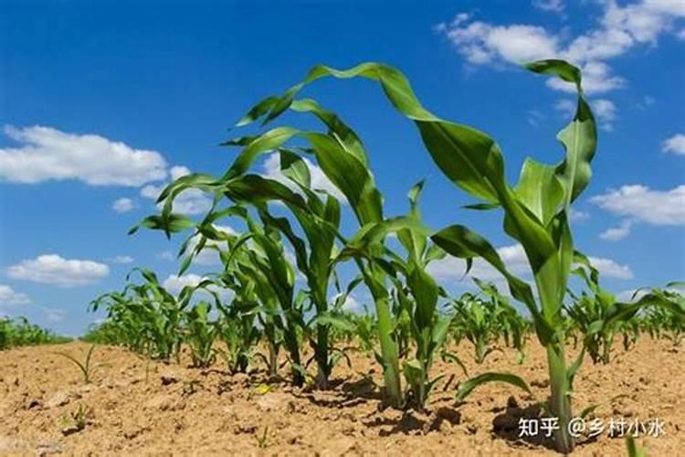 “二胺化肥”是什么肥？