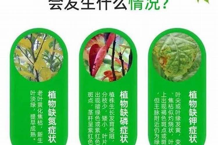 一亩新葡萄田施磷肥300斤行吗