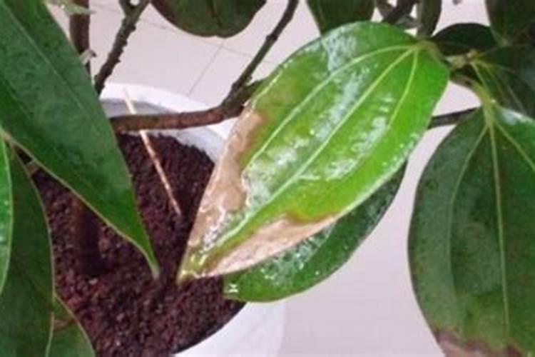 怎样施用硼肥防治小麦不稔症？