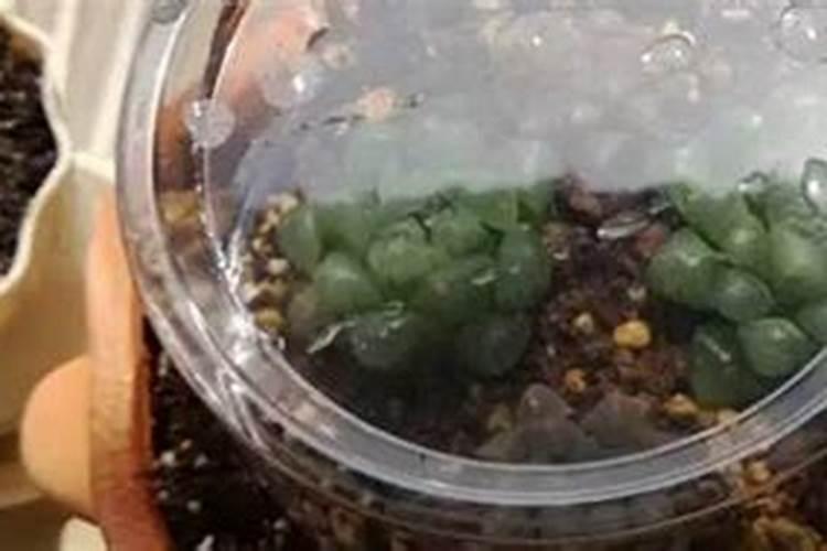含氮高的肥料有哪些