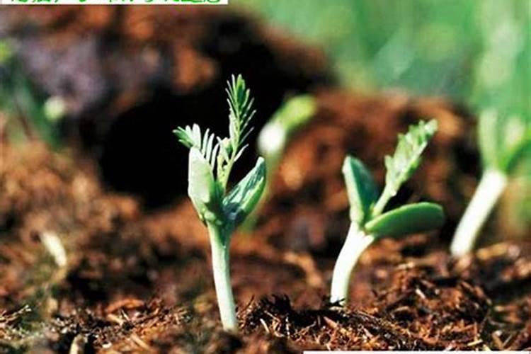 新栽樱桃树施肥时间